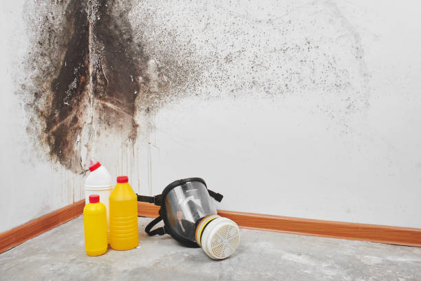 Best Mold Testing  in Menonee, MI