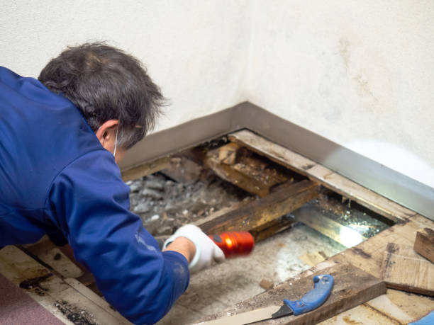 Best Local Mold Removal Service  in Menonee, MI