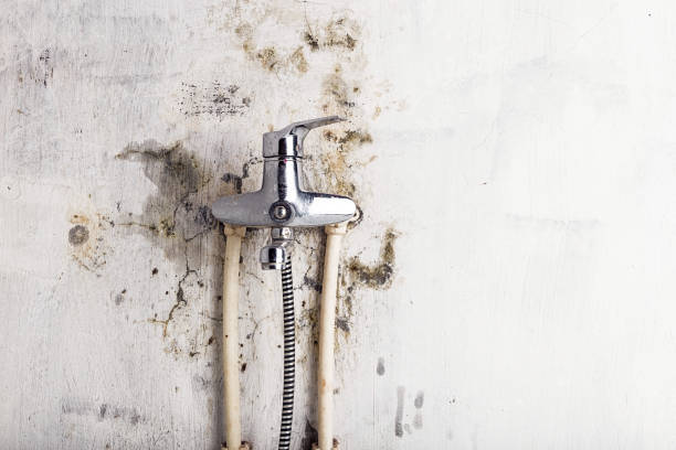 Best Mold Remediation  in Menonee, MI