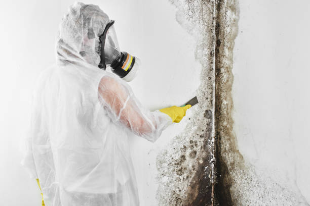 Best Attic Mold Removal  in Menonee, MI