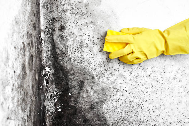 Best Certified Mold Removal  in Menonee, MI