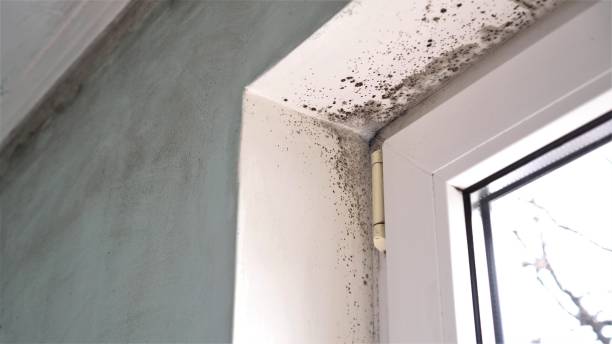 Best Mold Testing  in Menonee, MI