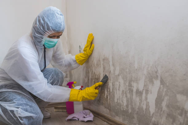 Best Professional Mold Removal  in Menonee, MI