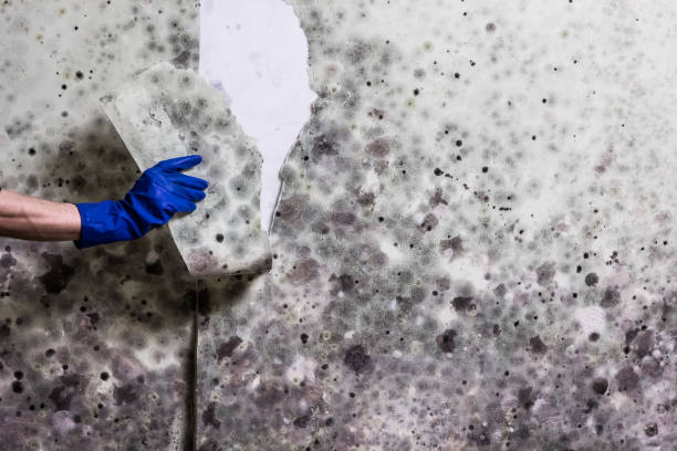 Best Office Mold Removal Services  in Menonee, MI