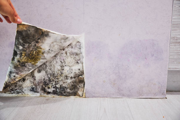 Attic Mold Removal in Menominee, MI